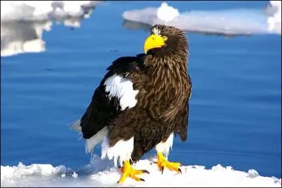 Quel est le nom de ce grand rapace ?