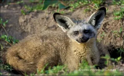 Quel est ce canid ?