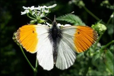 Ce papillon est :