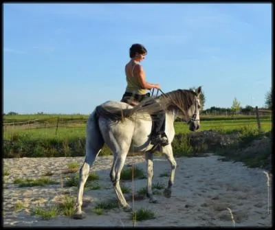 Un cheval qui est en colre met :