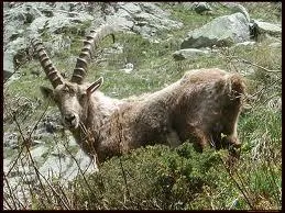 Quel est cet animal que l'on trouve dans les Alpes ?