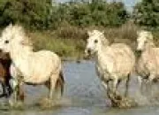 Quiz Cheval camargue