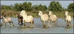 Comment vivent les chevaux camarguais ?