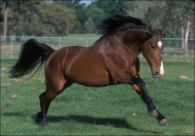 Les allures du Tennessee Walker sont abuses. Pourquoi et comment ?