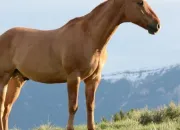 Quiz Connaissance sur les animaux