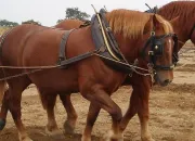 Quiz Le Suffolk Punch