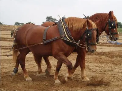 De quel pays provient le Suffolk Punch ?