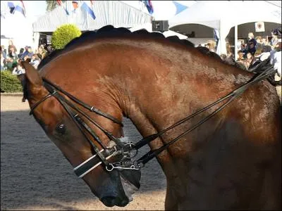 Comment s'appelle le cou du cheval ?