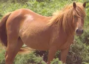 Quiz Les robes des chevaux