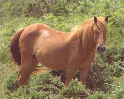 Quelle est la robe de ce cheval ?