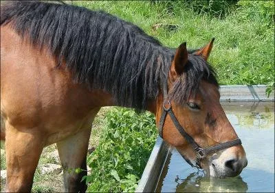 Comment s'appelle l'endroit o boivent les chevaux ?