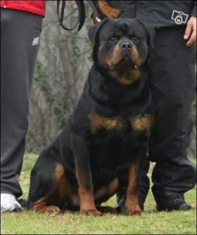 De quelle race de chien s'agit-il ?