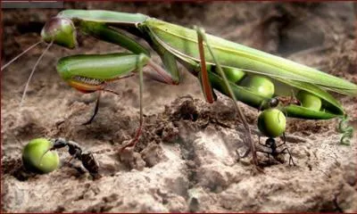 Pour chacune des questions, vous devez cocher 2 rponses. Quel animal et quel lgume voyez-vous sur cette image ?