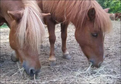 Comment appelons-nous les crins sur la tte du cheval ?