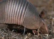 Quiz Faune et flore du Brsil