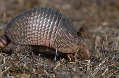 Quel est cet animal qui tonna les Europens lors de leur arrive au Brsil ?