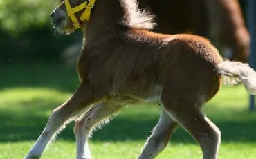 Quiz Chevaux