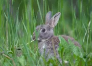 Quiz Le lapin commun