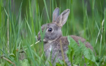 Quiz Animaux