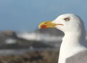 Quiz Les oiseaux de mer