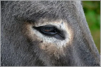 Ce regard appartient  un quid, mais lequel ?