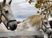 Quiz Le cheval percheron