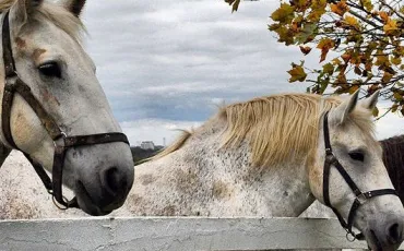 Quiz Chevaux