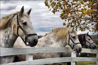 Quelle est la principale rgion d'levage du percheron ?