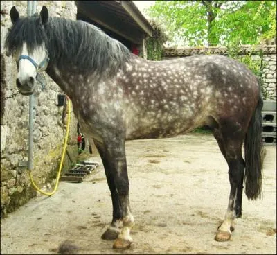 Quelle est cette race de cheval ?