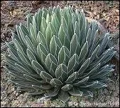 Cette plante est une agave. Dans la composition de quel alcool n'entre-t-elle pas ?