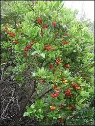 Quel est cet arbre qui a la particularit de fleurir et de donner des fruits en mme temps en septembre ?