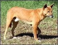 Le chien sauvage d'Australie s'appelle :