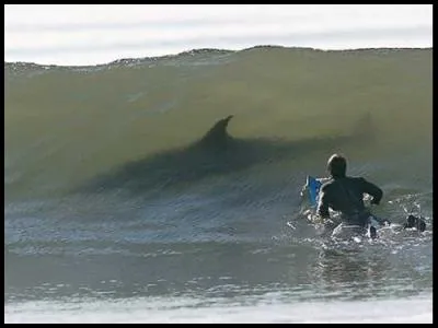 Quel est le prnom du surfeur nomm 'Burrow' ?