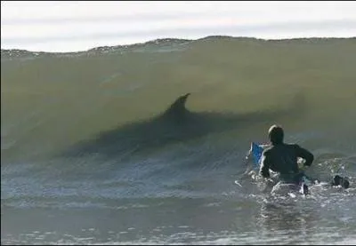 Quel est le prnom du surfeur nomm 'Irons' ?