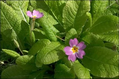 Quelles sont ces fleurs ?