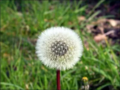 Quelle est cette plante ?