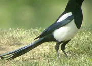 Quiz Quel est le nom de ces oiseaux ?