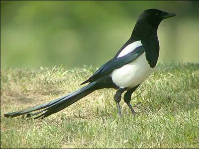 Quel est le nom de cet oiseau ?