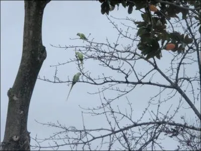 Elles viennent tous les matins dans mon jardin !