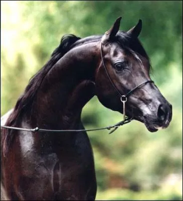 Ce cheval est-il un frison  ?