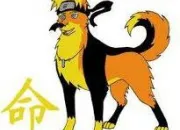 Quiz Naruto - Version Chiens