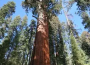 Quiz Reconnatrez-vous ces arbres ?