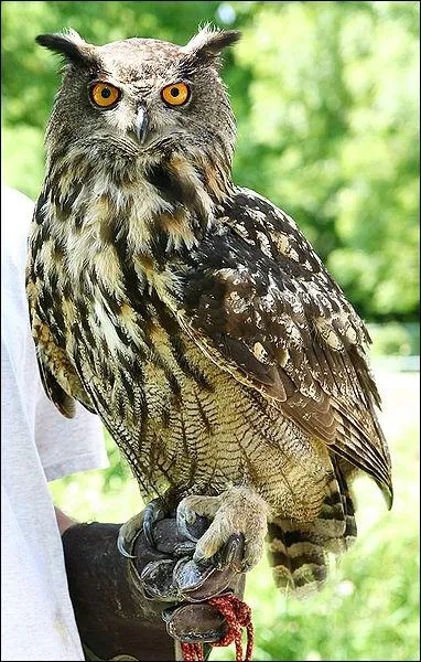 Le hibou peut (h)ululer, mais que fait-il d'autre ?