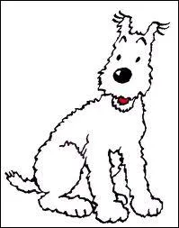 Quelle est la race (probable) de Milou, le fidle compagnon de Tintin ?