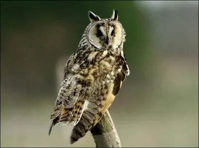 Quelle tait la couleur du hibou qui voletait devant la fentre des Dursley (Premier tome, premier chapitre) ?