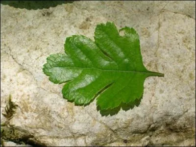 De quel arbre provient cette feuille ?