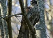 Quiz Reconnatre l'oiseau