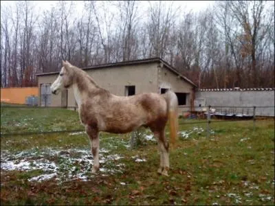 Le cheval a trois grandes parties, comment s'appellent-elles ?