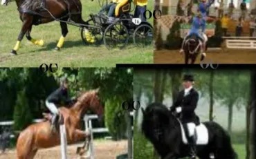 Quiz Chevaux