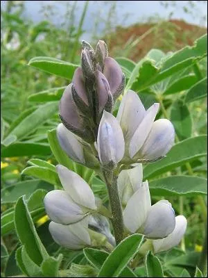 Quelle est cette fleur ?